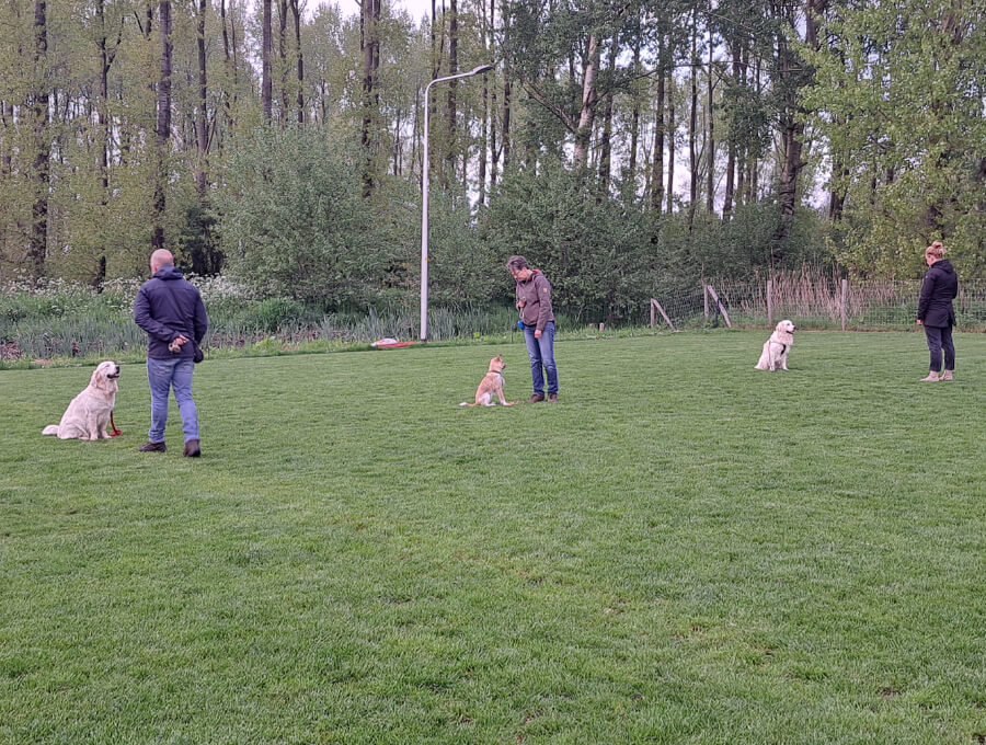 groep-hondentraining