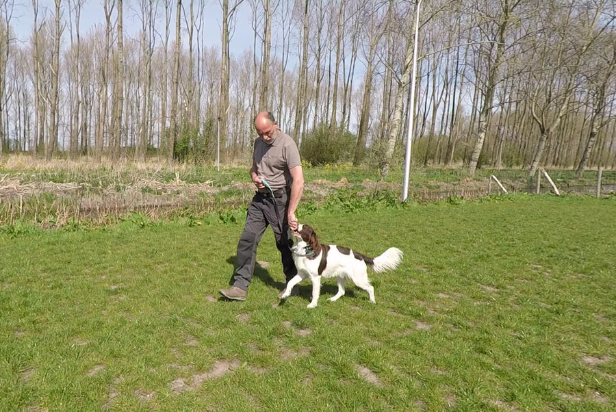 hond-lopen-lijn-beloningssysteem-speeltje