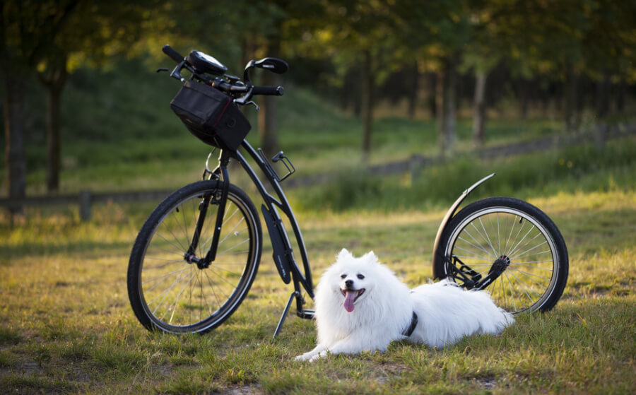 hond-leren-fietsen-met-fietsschema