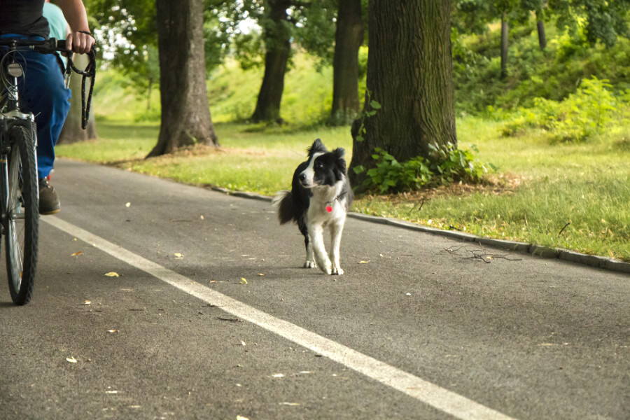 fietsschema-opbouwen-hond