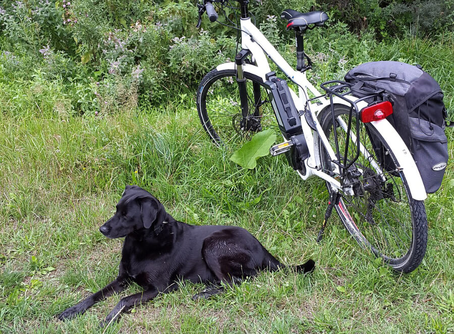 hond-leren-fietsen