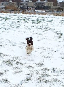 hond-in-de-sneeuw