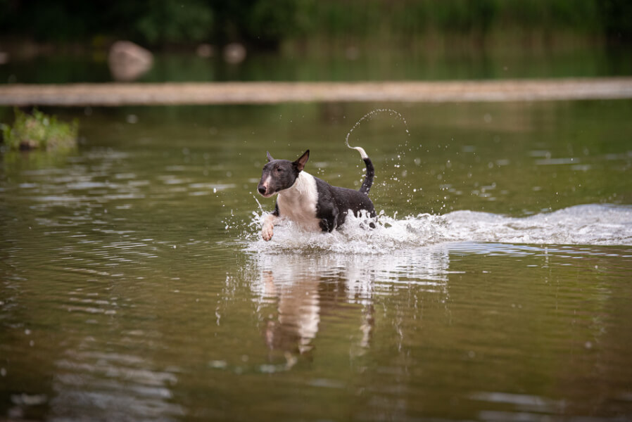 zwemmen-blauwalg-hond