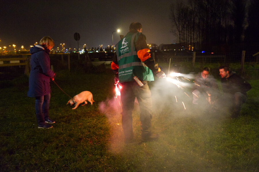 vuurwerktraining-bange-hond