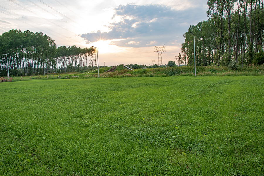 grasveld-hondentraining