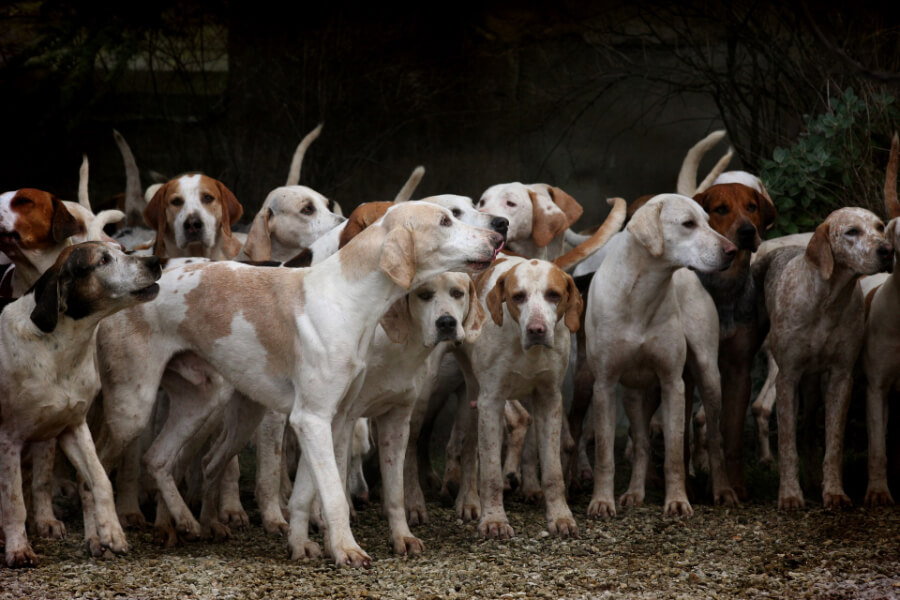 roedel-hond