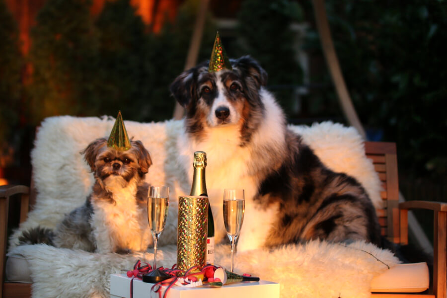 nieuwjaar-vuurwerk-hond