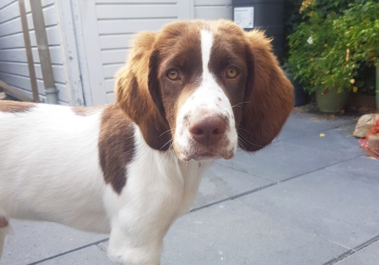 happy-wereldhondendag