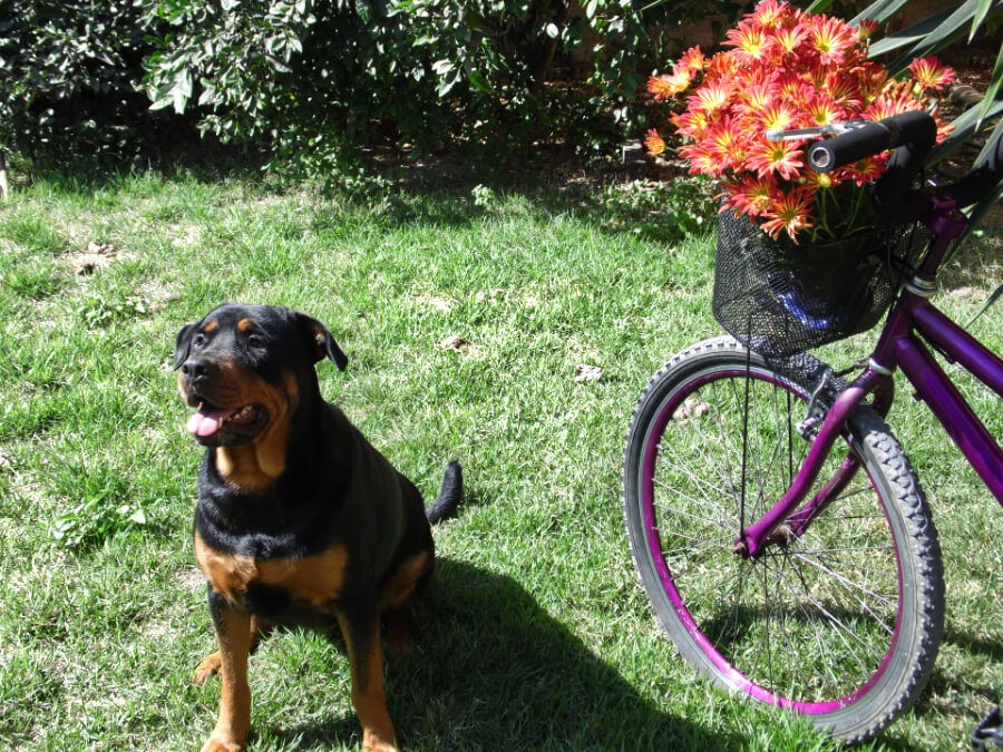 samen-fietsen-hond