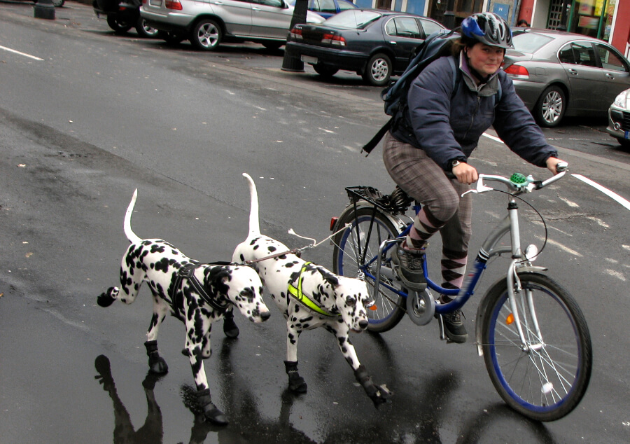 springer-fietsen-met-hond