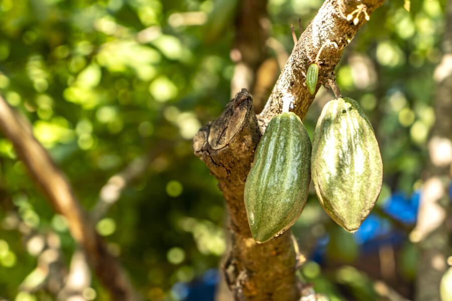 cacao-giftig-hond