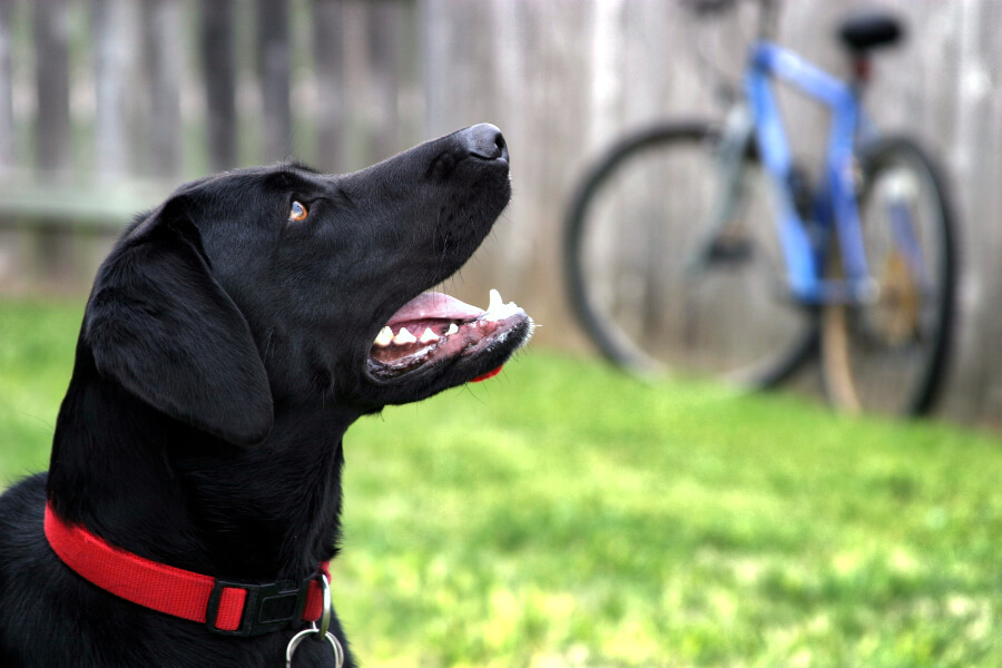 fietsen-met-hond-wennen