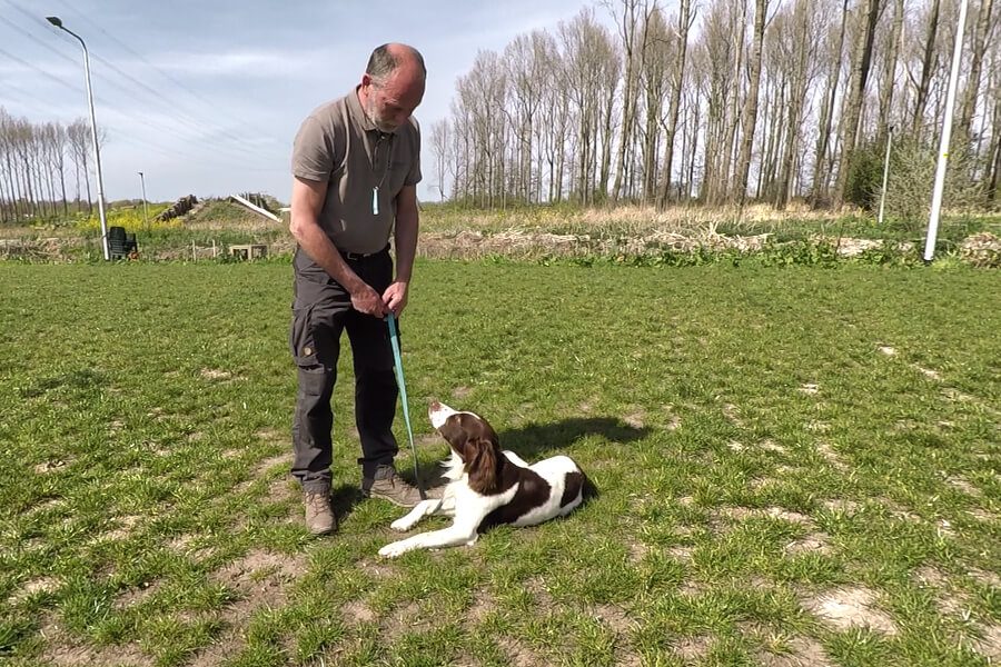 hond-leren-liggen-commando