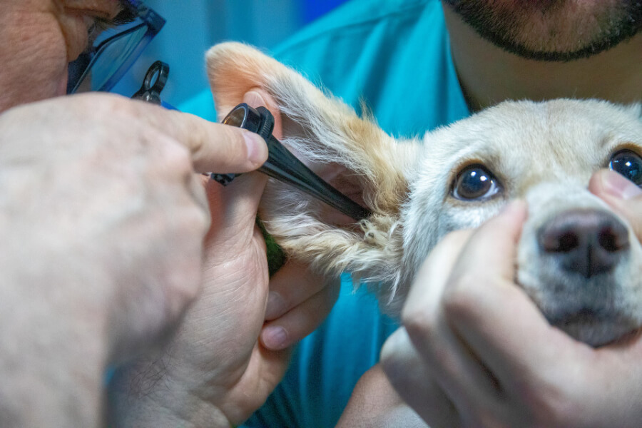 dierenartsbezoek-puppy-in-huis