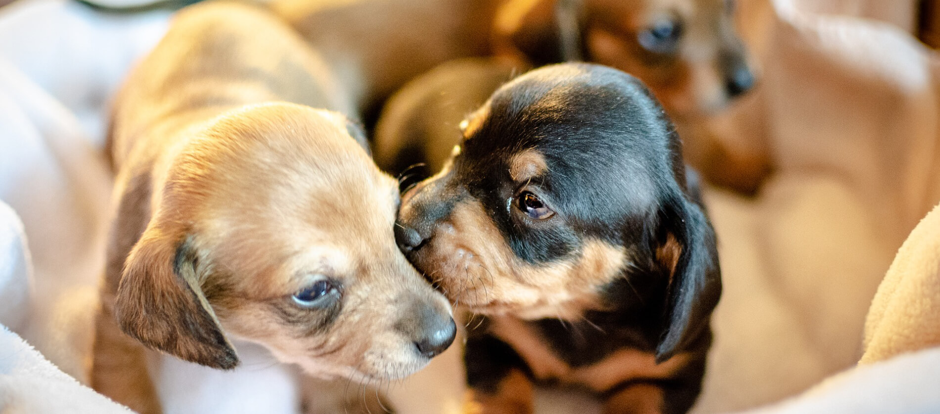 Aandringen woestenij Natura Een puppy in huis: de ultieme checklist | Doderer Hondenschool