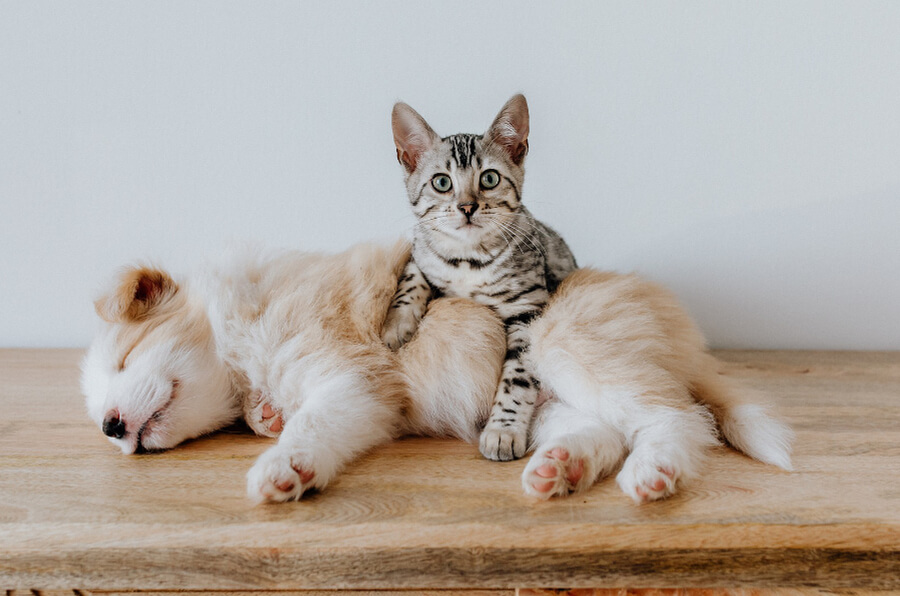 puppy-in-huis-met-andere-huisdieren