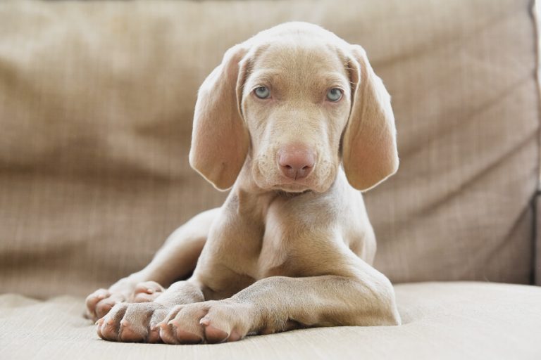 diego-hond-dodererhondenschool