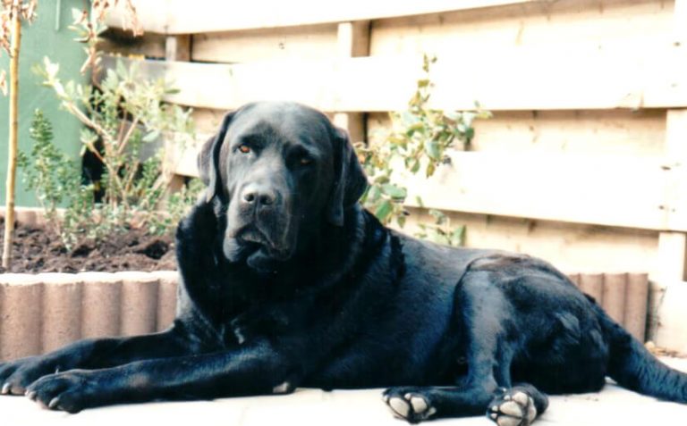 ramses-hond-dodererhondenschool