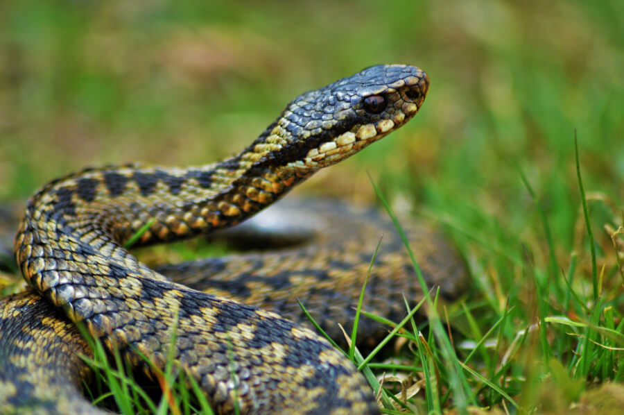 adder-giftig-hond-nederland