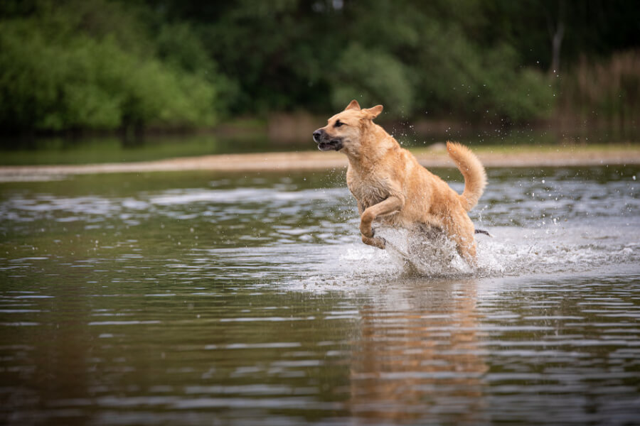 hond-zwemmen-botulisme