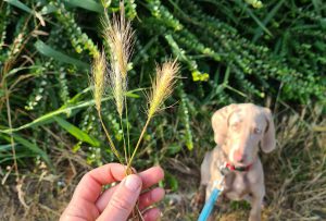 grasaren-gevaarlijk-hond