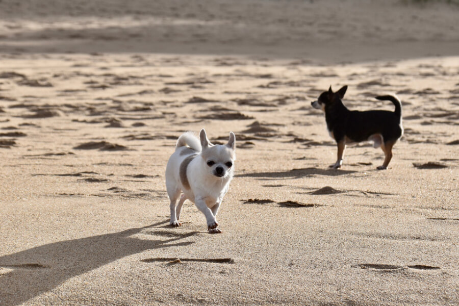 zandvlieg-zomer-hond