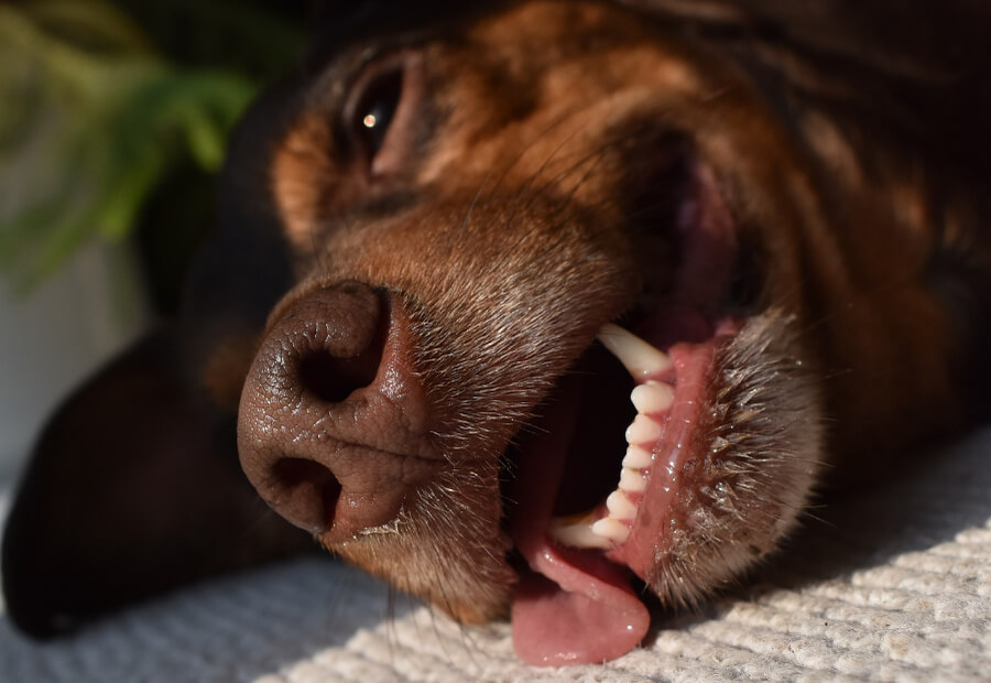 oververhitting-zomer-hond