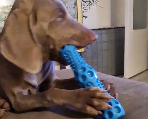 kauwspeelgoed-hond-waar-op-letten