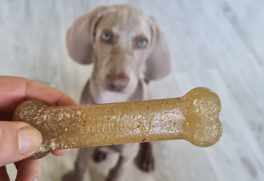 marketing Dhr Kruiden Waar op te letten bij kauwspeelgoed voor de hond | Doderer Hondenschool