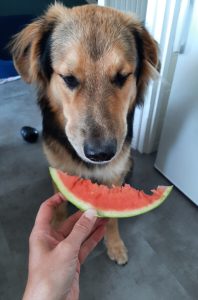 watermeloen-hond