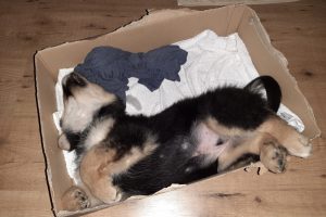 hond-slapen-doos