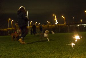 vuurwerk-angst-interesse-hond