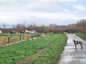 parkeerplaats-losloopgebied-bentwoud