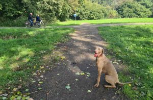 fietspad-wandelpad-hond