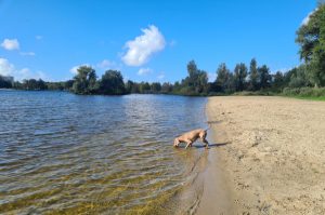 losloopgebied-vlietland-strand