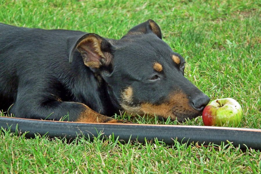 menselijk-voedsel-hond-appel