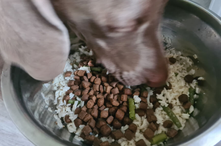 menselijk-voedsel-hond-sperziebonen-rijst