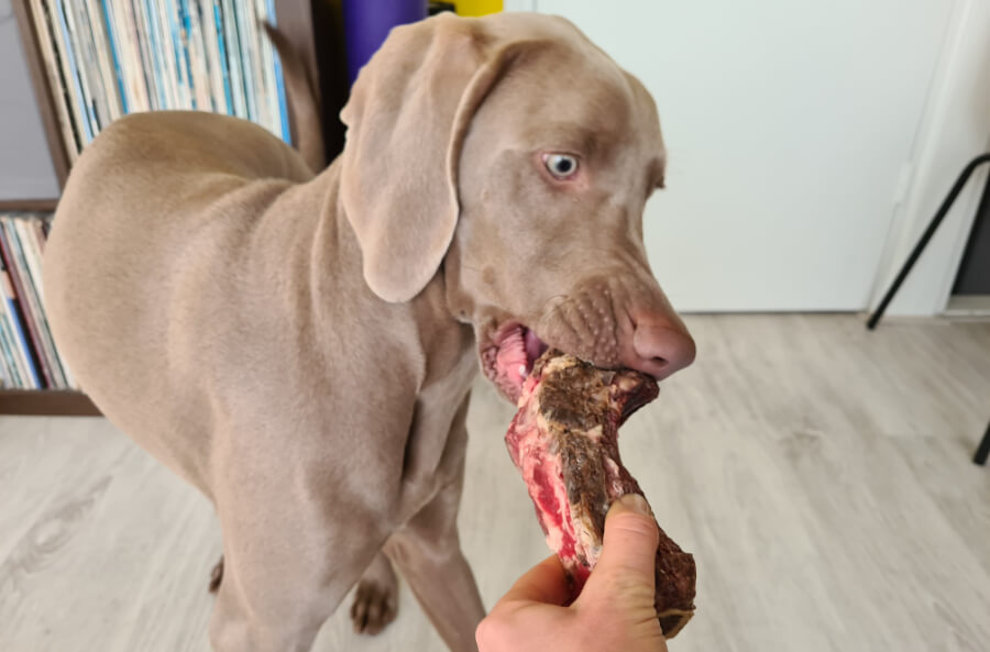 hond-vlees-eten