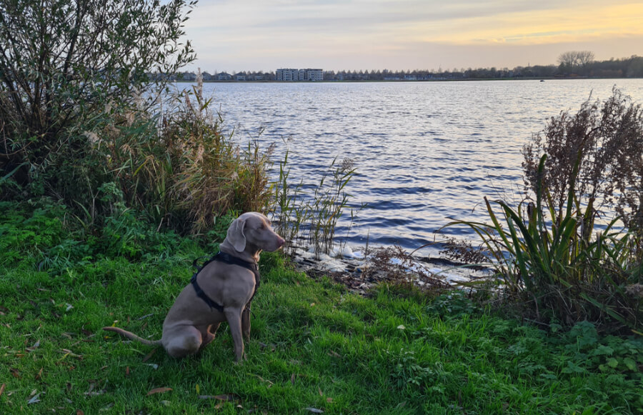 hond-zoetermeerseplas