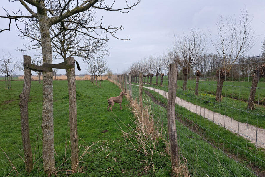 omheind-losloopveld-honden-zoeterwoude