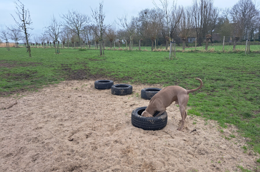 autobanden-hond-zoeterwoude