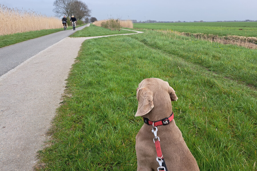 wandelen-hond-zoeterwoude