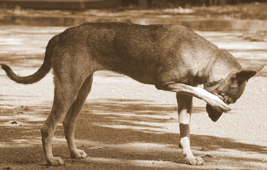 brandnetels-hond-jeuk