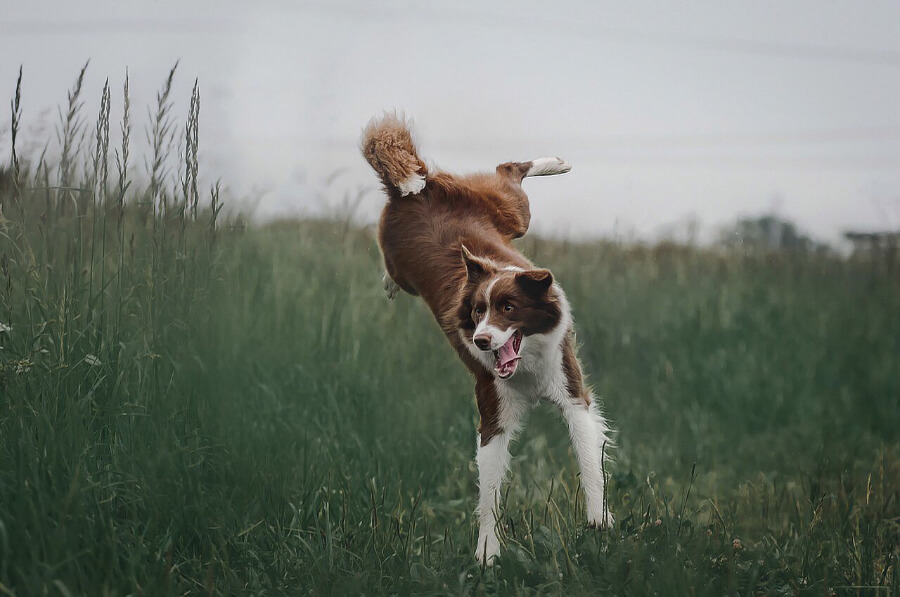 brandnetels-hond-jeuk