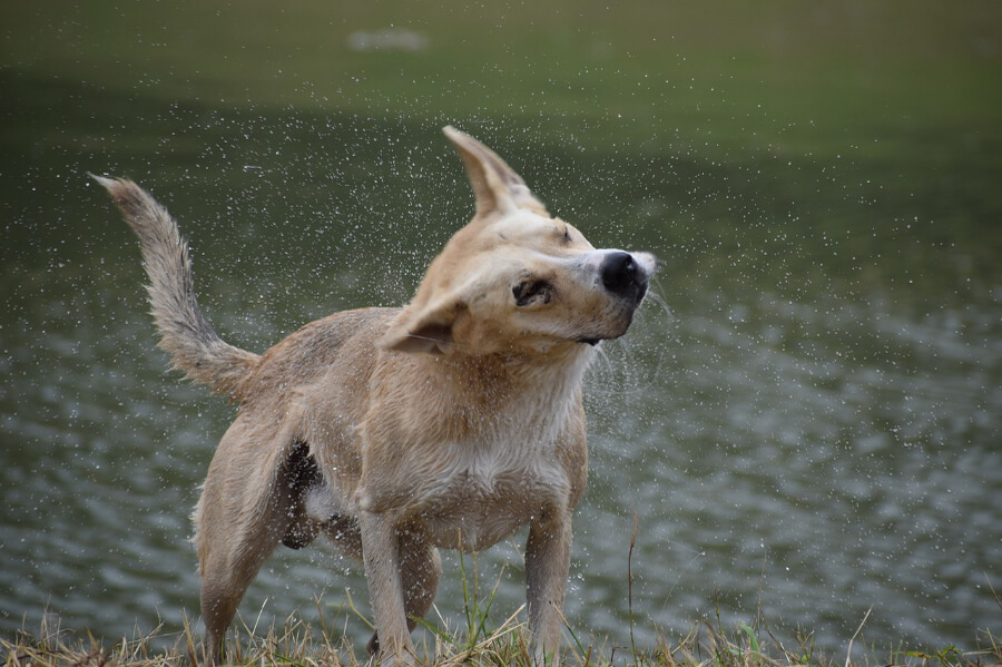 hond-nat-afdrogen