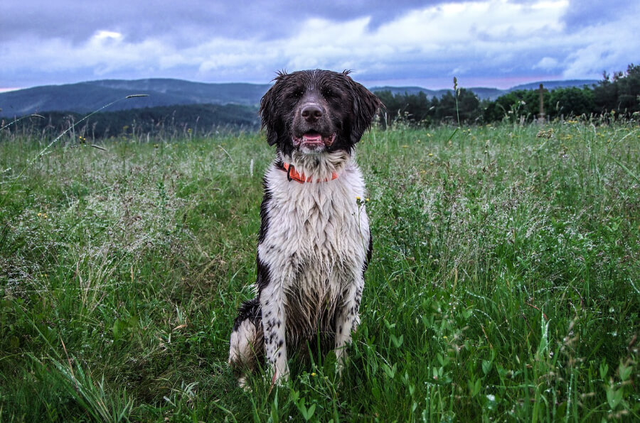 hond-regen