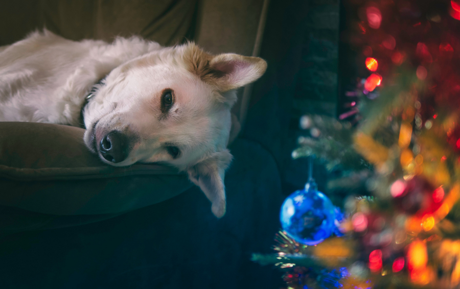 veilige-rustplek-hond-kerst