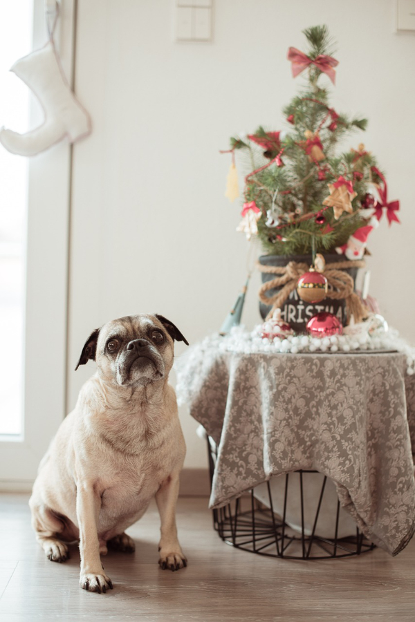 kerstboom-veilig-hond