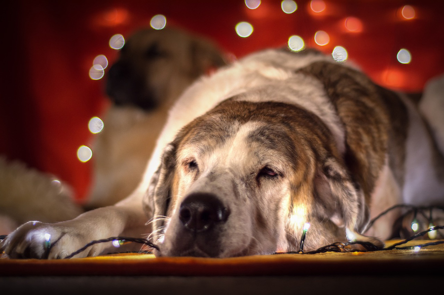 kerstlichten-hond