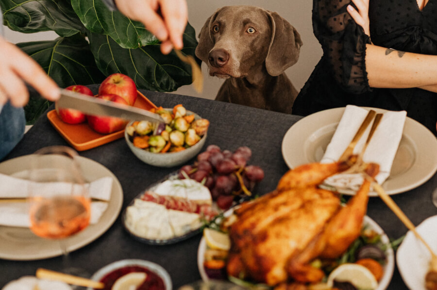 kerst-veilig-diner-hond